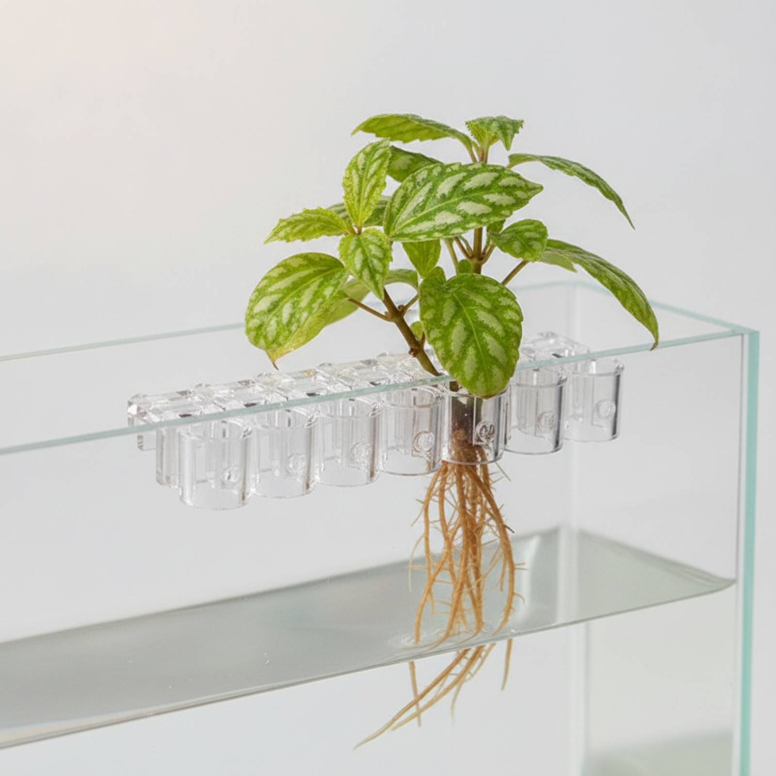 6 Stück Aquarium-Pflanzhalter, – Aquarium Planted Plants Bewertung und Preis