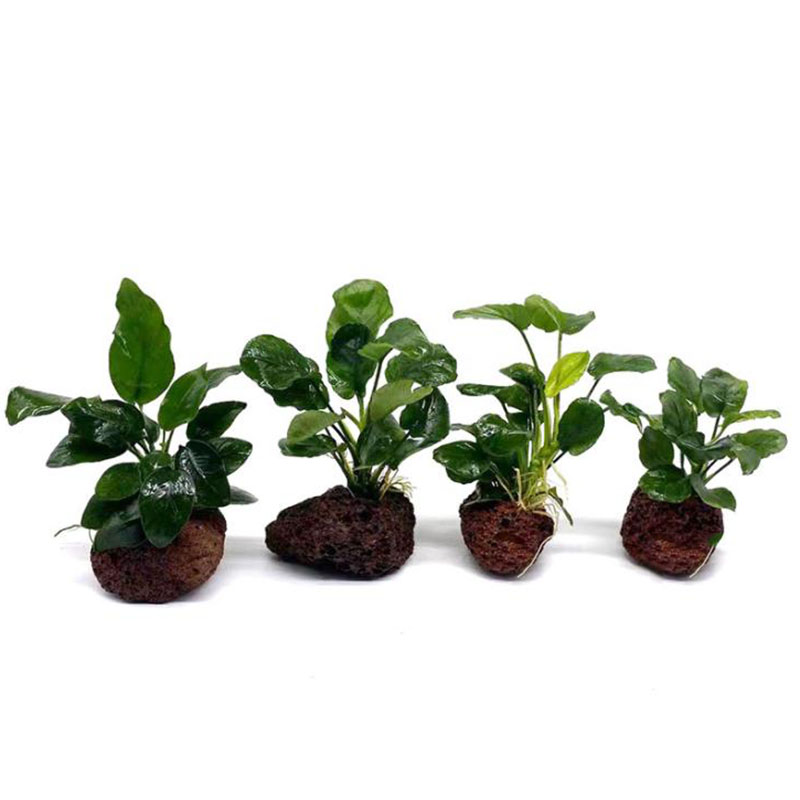 Vulkanische Aquarium Dekoratio – Aquarium Planted Tank Filter Bewertung und Preis