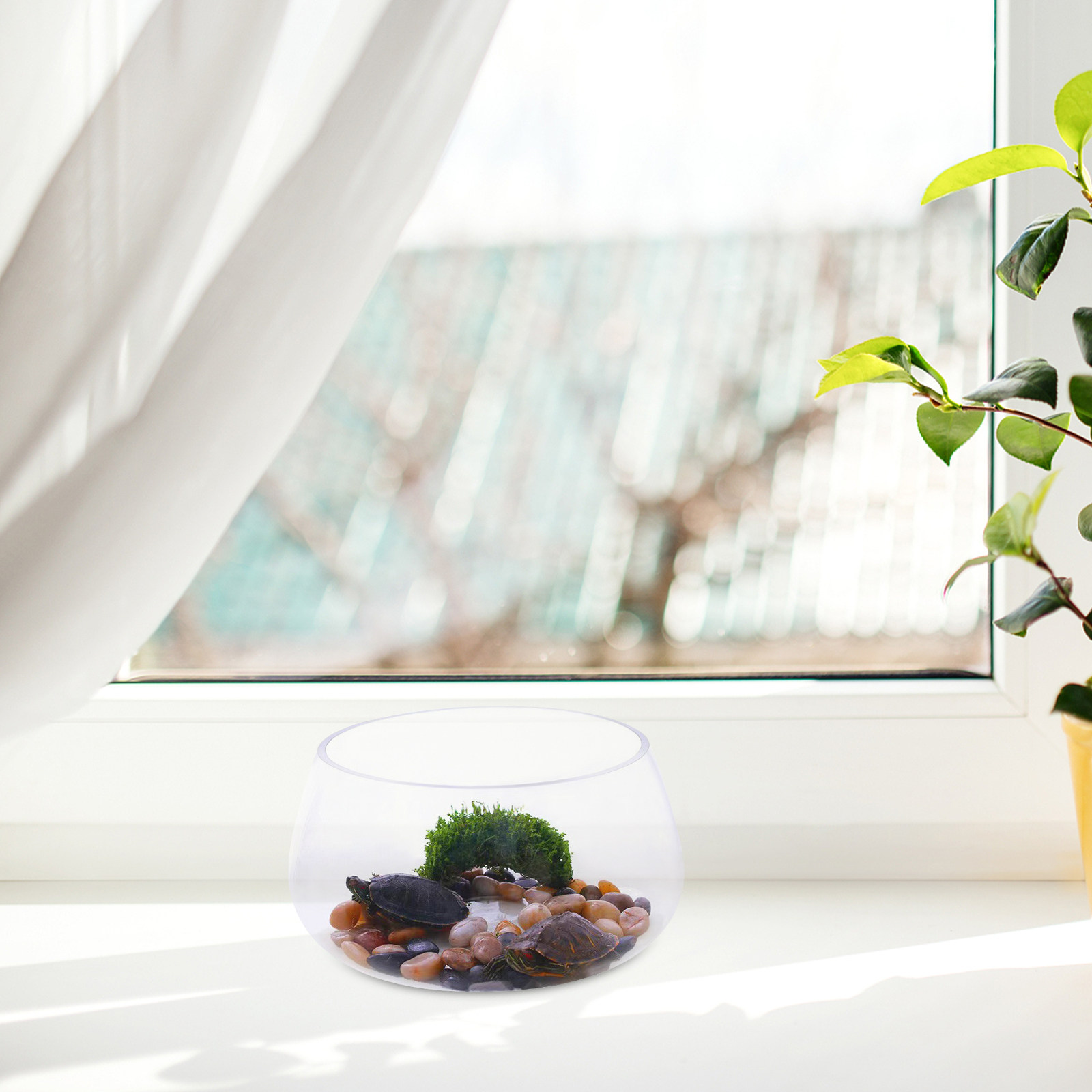 Rundes, klares Mini-Aquarium a – Aquarium Planted Shop Bewertung und Preis