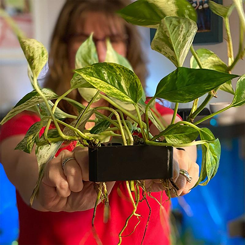 1 2 3 Stück Aquarium-Pflanzens – Aquarium Planted Setup Bewertung und Preis